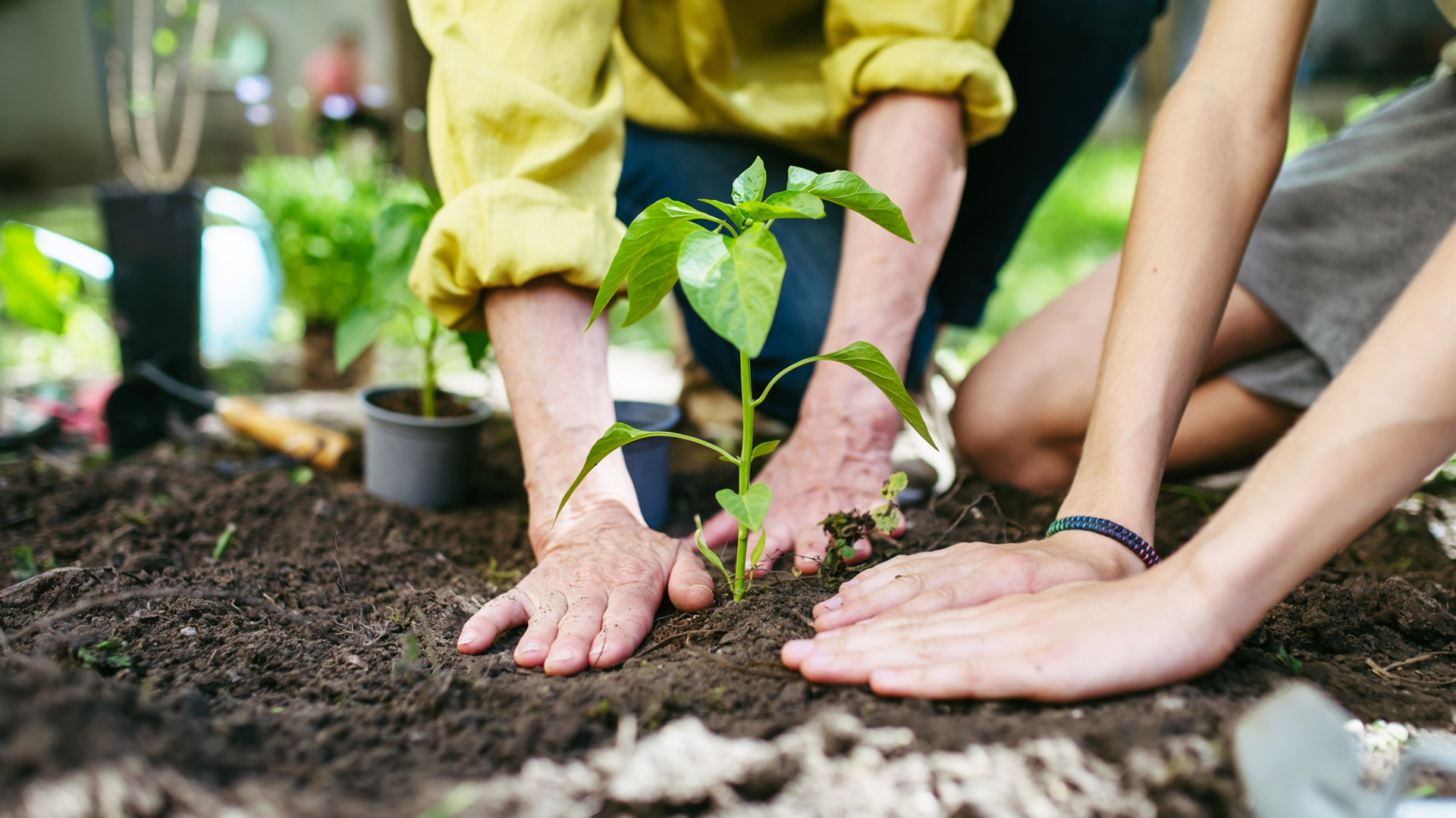ragazzi che piantano una pianta